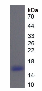 核糖核酸酶A6(RNASE6)重组蛋白