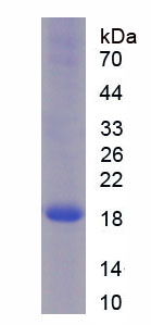 核糖核酸酶A8(RNASE8)重组蛋白