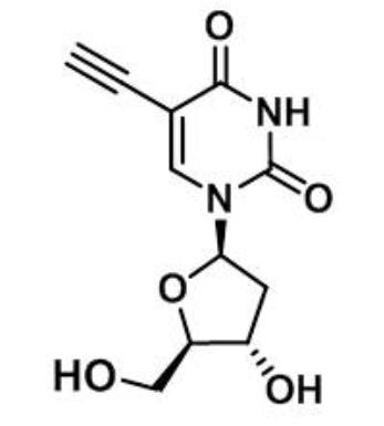 5-乙炔基-2-脱氧尿苷，5-Ethynyl-2-deoxyuridine (EdU)