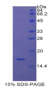 组蛋白2簇H3a(HIST2H3A)重组蛋白