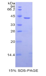 组蛋白1簇H2ab(HIST1H2AB)重组蛋白
