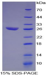 转录激活因子1(ATF1)重组蛋白