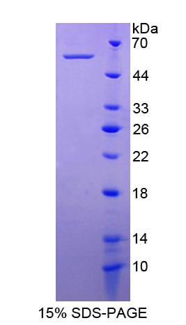 轴突生长诱向因子4(Ntn4)重组蛋白