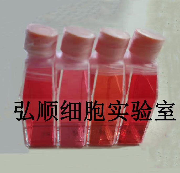 WI-38 Cells|人胚肺成纤维贴壁细胞