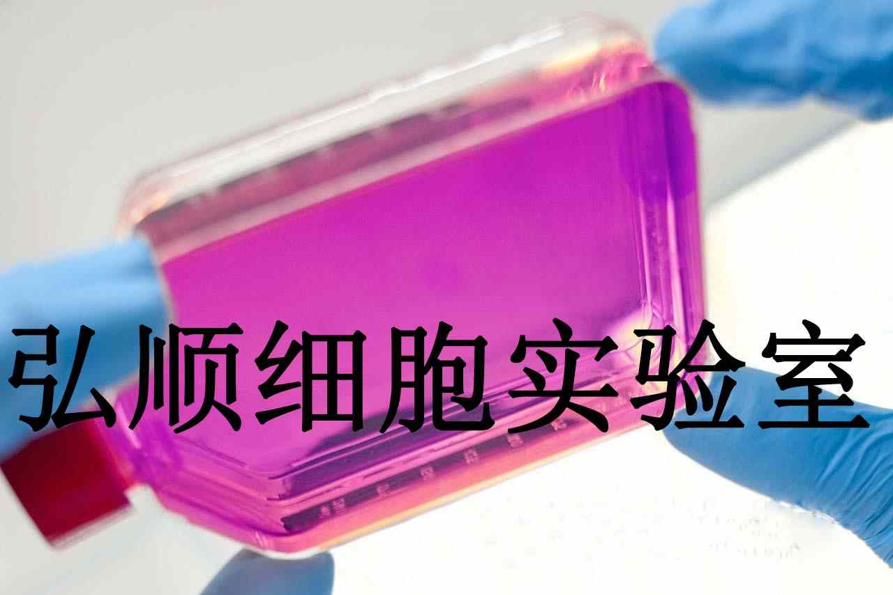 MeT-5A Cells|人膜间皮贴壁细胞