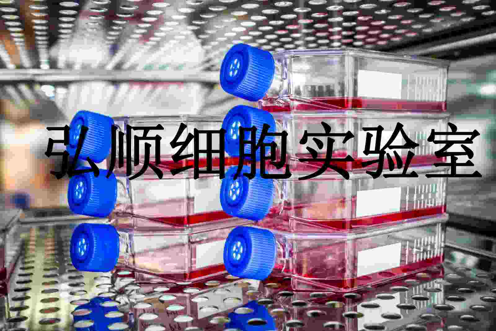 HFL1 Cells|人肺成纤维贴壁细胞