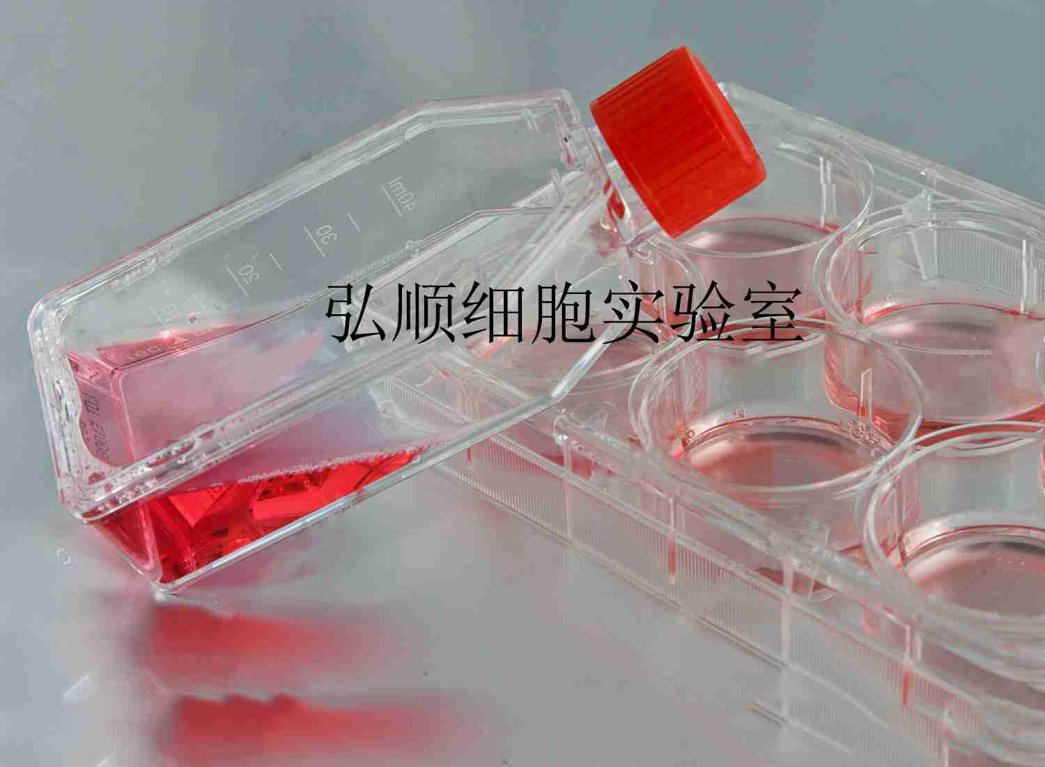 Calu-1 Cells|人肺腺癌贴壁细胞