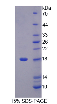 质载脂蛋白样蛋白1(LCNL1)重组蛋白