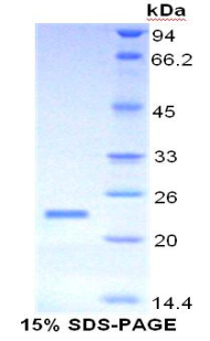 粘蛋白4(MUC4)重组蛋白