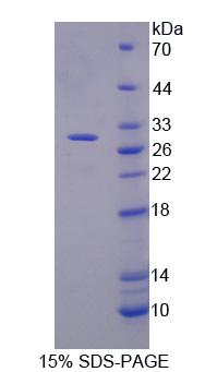 粘蛋白17(MUC17)重组蛋白