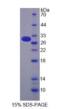 粘蛋白13(MUC13)重组蛋白