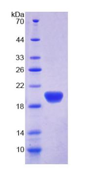 载脂蛋白L2(APOL2)重组蛋白