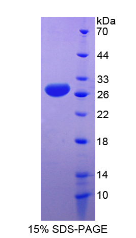 载脂蛋白A4(APOA4)重组蛋白