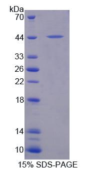 隐花色素1(CRY1)重组蛋白