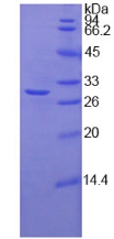 岩藻糖基转移酶4(FUT4)重组蛋白