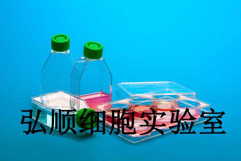 HCC202 Cells|人乳腺原发性导管癌贴壁细胞