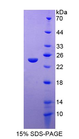 序列相似家族20成员A(FAM20A)重组蛋白