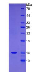 序列相似家族19成员A4(FAM19A4)重组蛋白