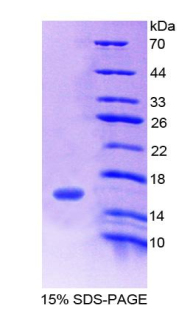 序列相似家族132成员A(FAM132A)重组蛋白