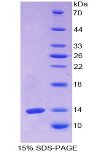 嗅素4(OLFM4)重组蛋白