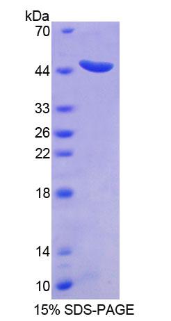 信号转导衔接分子2(STAM2)重组蛋白