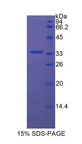信号素7A(SEMA7A)重组蛋白