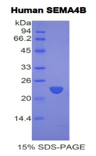 信号素4A(SEMA4A)重组蛋白