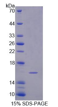 信号素3C(SEMA3C)重组蛋白