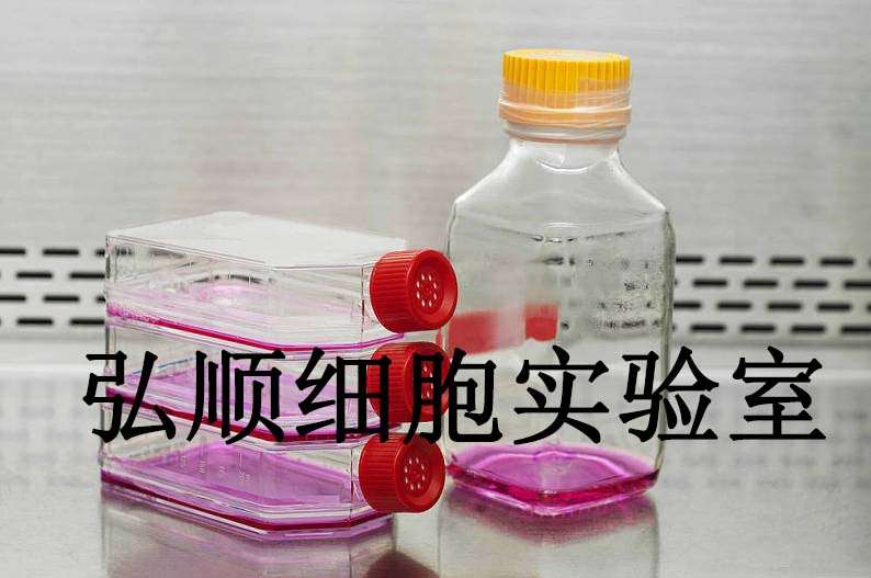 Hs 766T Cells|人胰腺癌贴壁细胞