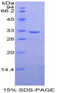 信号传导转录激活因子1(STAT1)重组蛋白