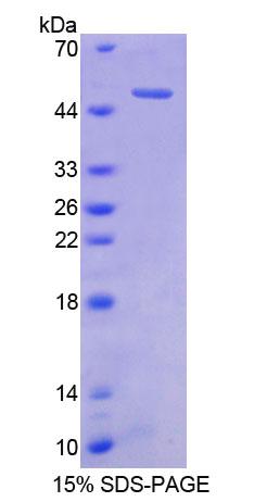 小脑肽1(CBLN1)重组蛋白