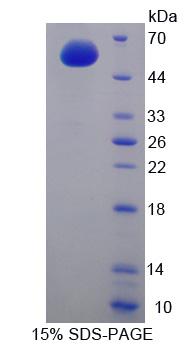 细胞周期素A1(CCNA1)重组蛋白