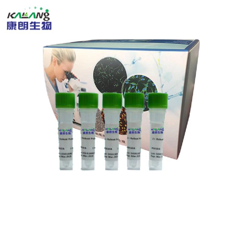 印度血吸虫PCR试剂盒