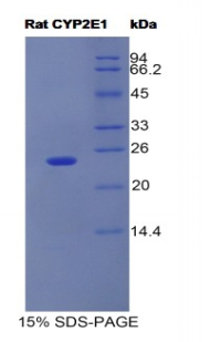 细胞色素P450家族成员2E1(CYP2E1)重组蛋白
