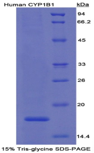 细胞色素P450家族成员1B1(CYP1B1)重组蛋白