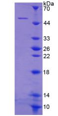 细胞附着蛋白1(CYTH1)重组蛋白
