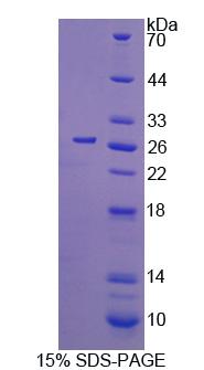 细胞分裂周期因子42(CDC42)重组蛋白
