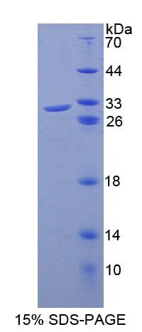 细胞分裂周期因子23(CDC23)重组蛋白