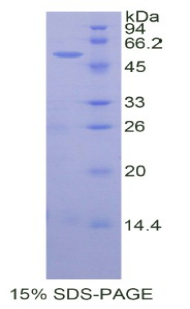 无翅型MMTV整合位点家族成员10A(WNT10A)重组蛋白