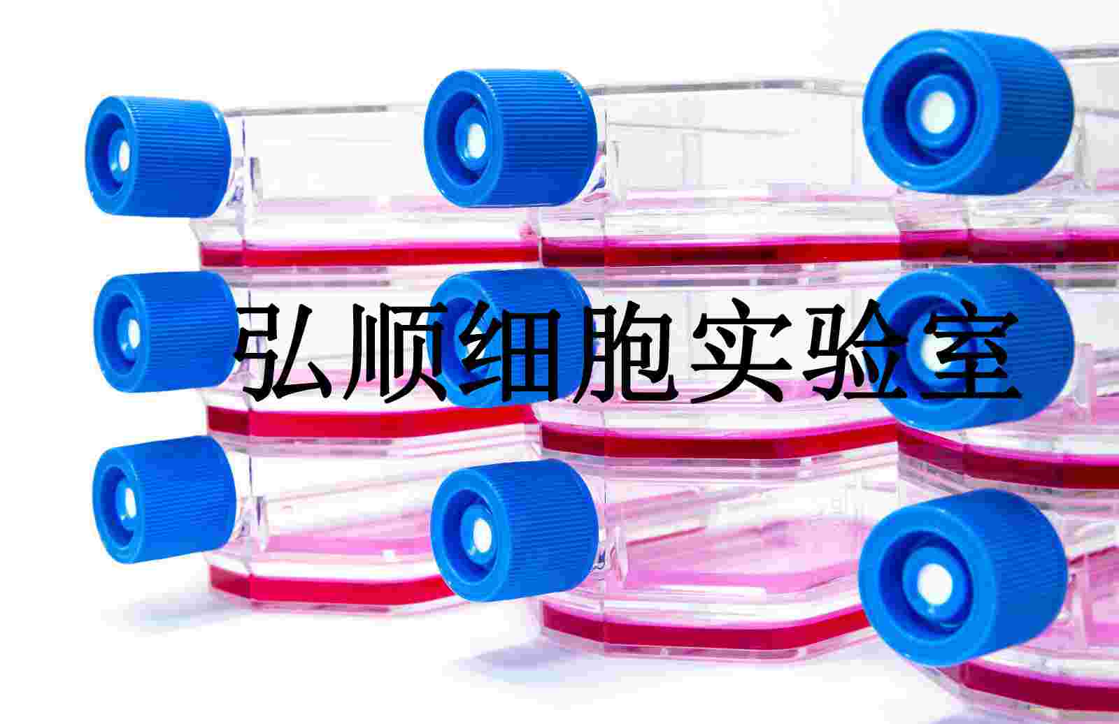 SU-DHL-10 Cells|人B细胞淋巴瘤悬浮细胞