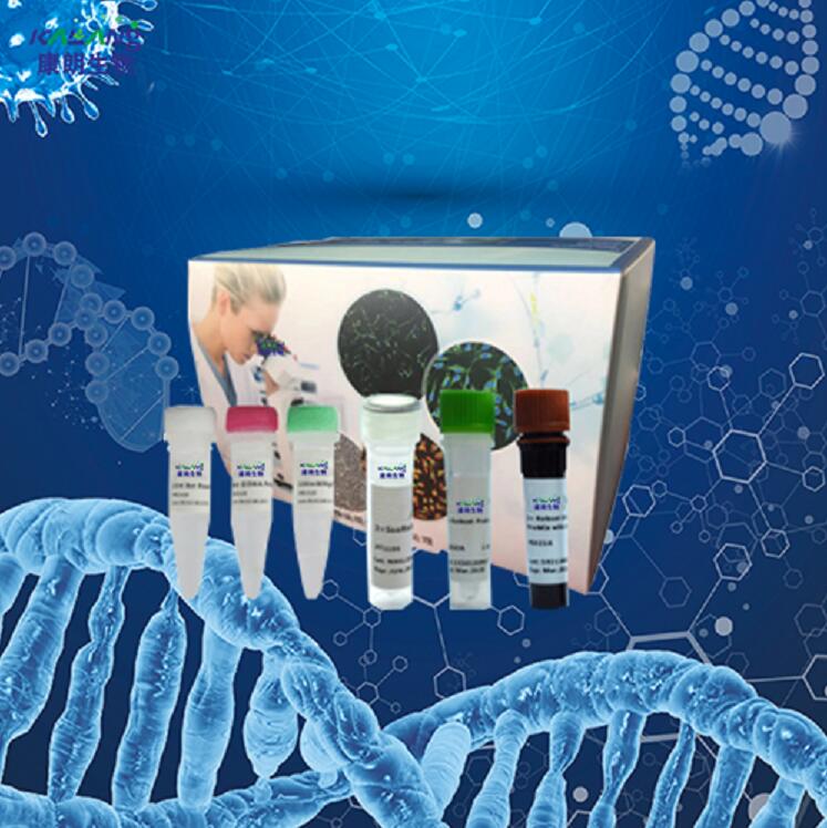 蓝莓果腐病菌PCR试剂盒
