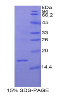 松弛肽3(RLN3)重组蛋白