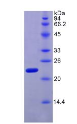松弛肽2(RLN2)重组蛋白
