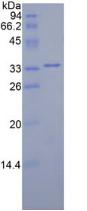 丝裂原激活蛋白激酶激酶2(MAP2K2)重组蛋白