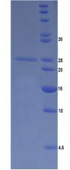 丝聚蛋白(FLG)重组蛋白