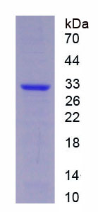 丝氨酸蛋白酶33(PRSS33)重组蛋白