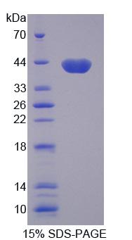 水通道蛋白8(AQP8)重组蛋白