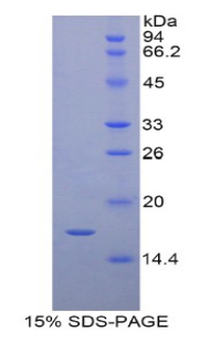 视黄醇结合蛋白7(RBP7)重组蛋白