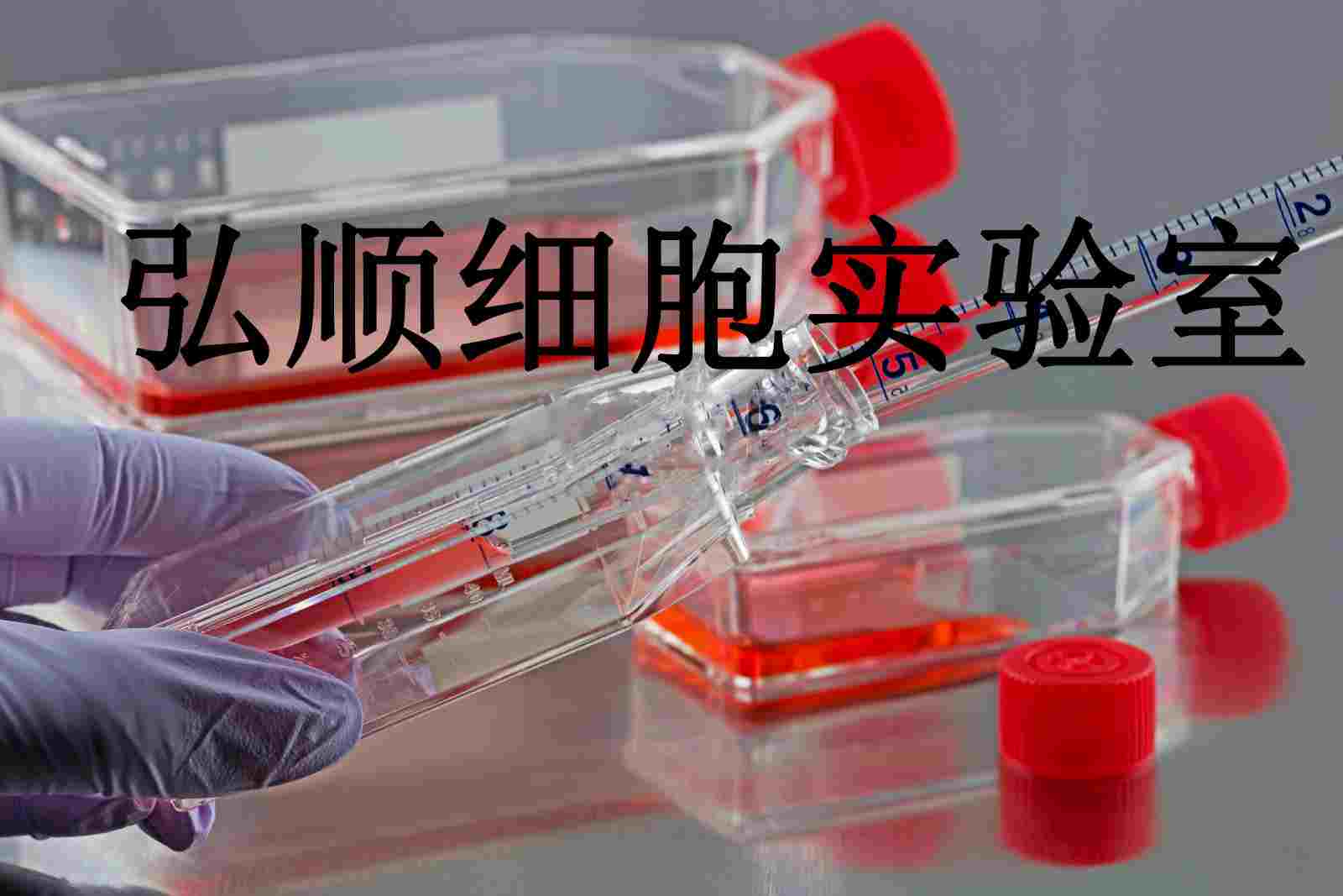 MRMT-1 Cells|大鼠乳腺癌贴壁细胞