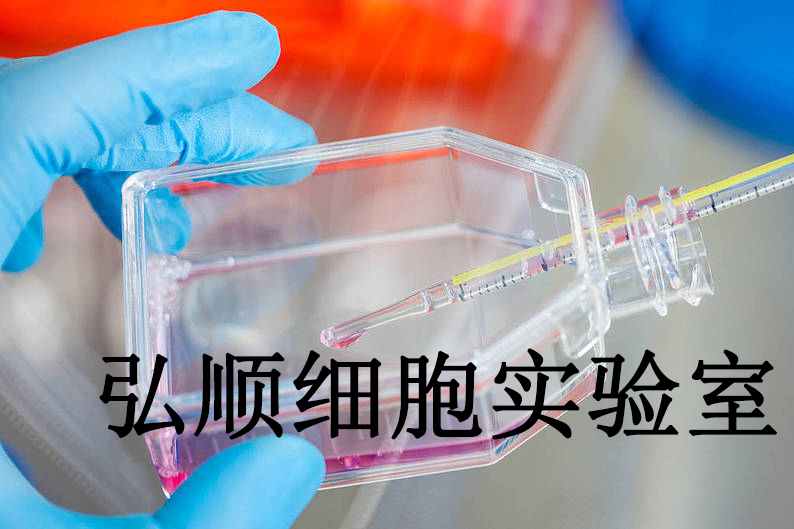 KLN205 Cells|小鼠肺鳞癌贴壁细胞